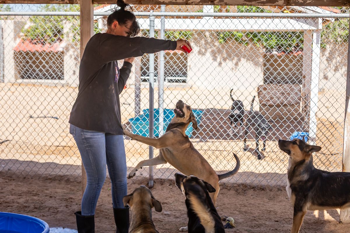 Barb's Dog Rescue dogs