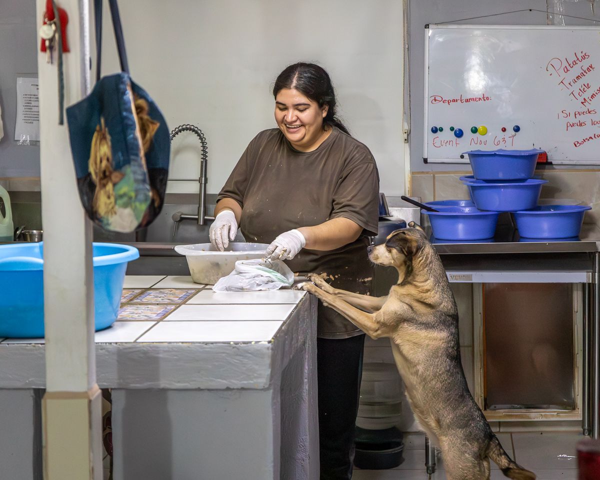 Dogs at Barb's Dog Rescue