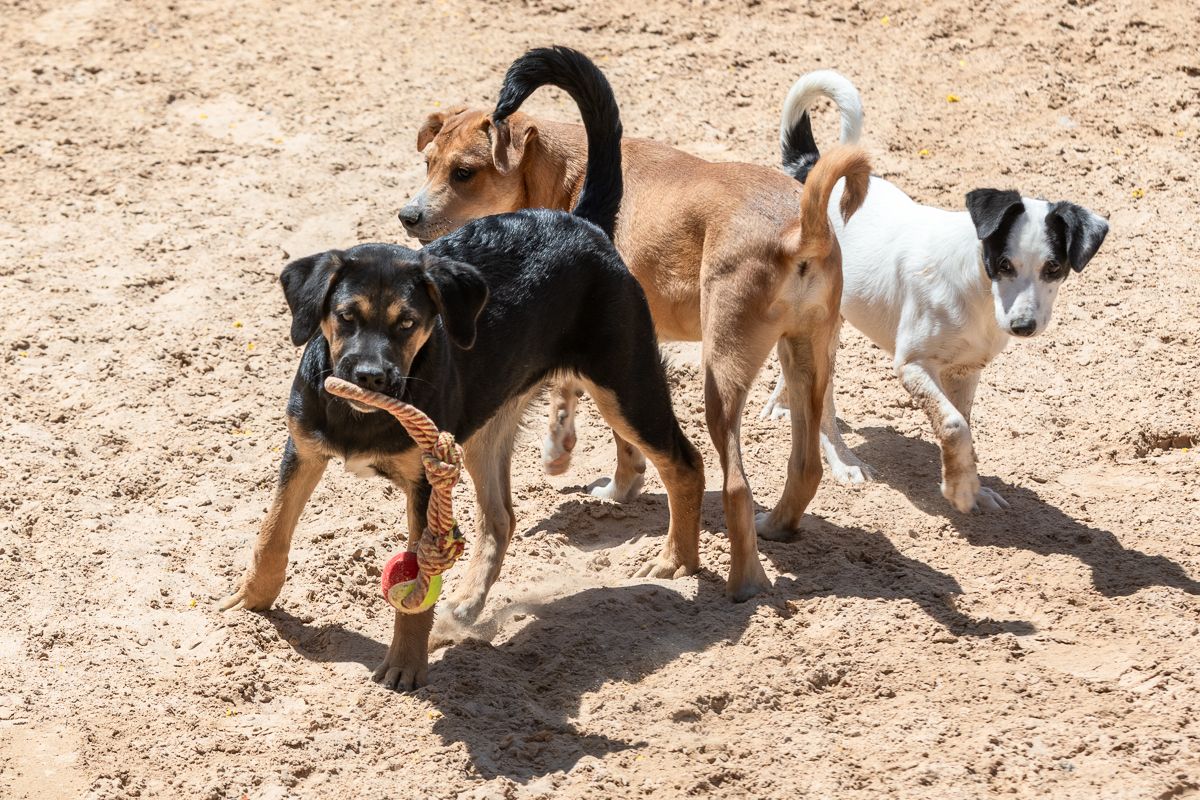 Dogs at Barb's Dog Rescue