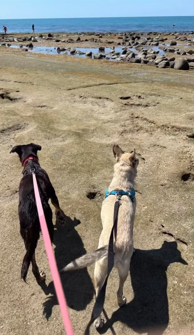 Dogs walking on Beach