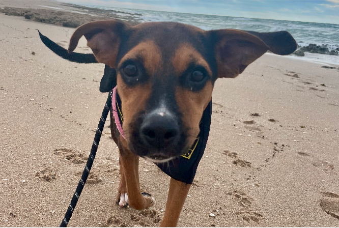 A Barb's Dog Enjoying a Pawsome Getaway