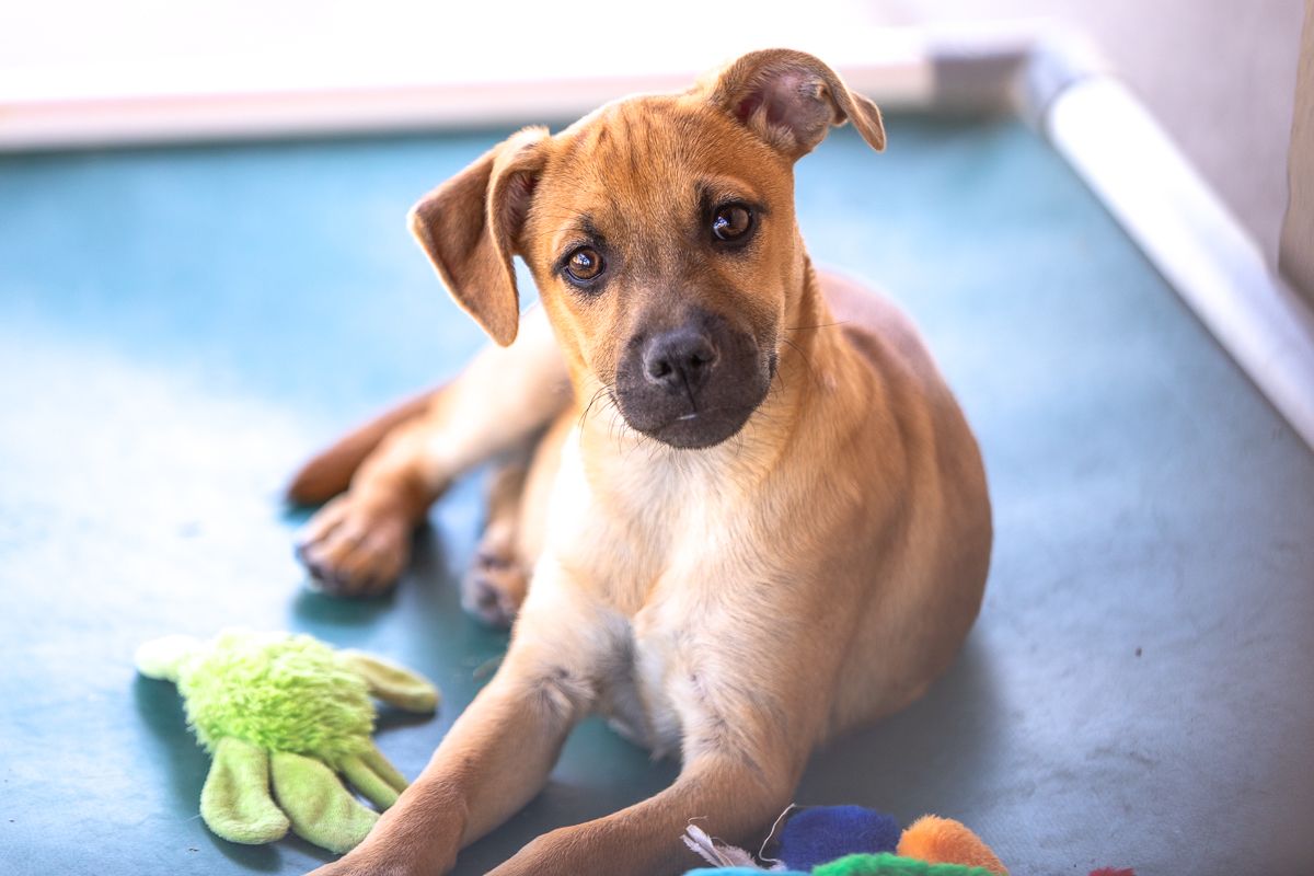 Dogs at Barb's Dog Rescue